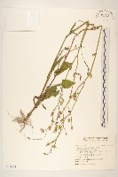 苦滇菜、苦菜藏品圖，第1張