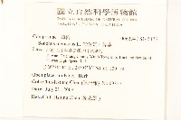 苦滇菜、苦菜藏品圖，第2張