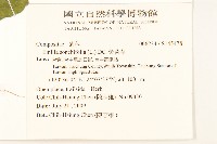 紫背草藏品圖，第2張