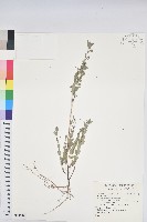 登錄號:S145481藏品圖，第1張