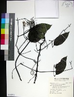 柱果鐵線蓮藏品圖，第1張