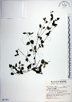倒地蜈蚣、四角銅鑼藏品圖，第1張