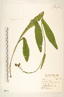 苦苣菜藏品圖，第1張