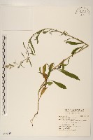 加拿大蓬藏品圖，第1張