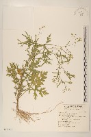 銀膠菊藏品圖，第1張