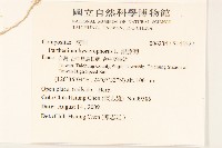 銀膠菊藏品圖，第2張