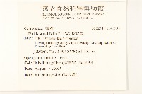 紫背草藏品圖，第2張