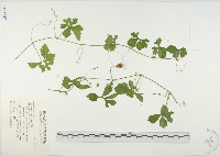 苦瓜藏品圖，第1張