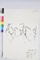 小葉大戟藏品圖，第1張