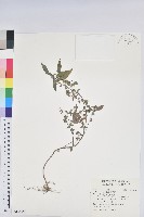 鐵莧菜藏品圖，第1張