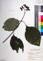 臺灣玉葉金花藏品圖，第1張