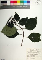 臺灣玉葉金花藏品圖，第1張