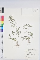 葉下珠、珠仔草藏品圖，第1張