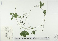 苦瓜藏品圖，第1張