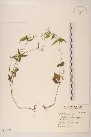 小米菊藏品圖，第1張