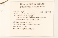 小米菊藏品圖，第2張