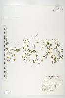 焊菜藏品圖，第1張