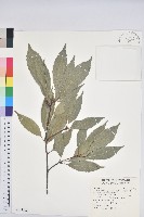 青剛櫟、鐵椆藏品圖，第1張