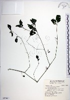 光果龍葵藏品圖，第1張