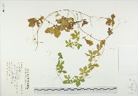 苦瓜藏品圖，第1張