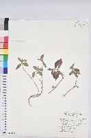 乳仔草、大飛揚藏品圖，第1張