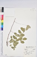 登錄號:S145629藏品圖，第1張