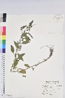 鐵莧菜藏品圖，第1張