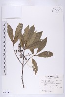 杜英藏品圖，第1張