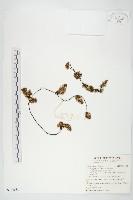 日本菟絲子藏品圖，第1張