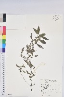 鐵莧菜藏品圖，第1張