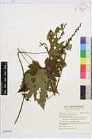 小升麻藏品圖，第1張