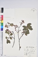 美葉吊鐘花藏品圖，第1張