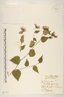 心葉帚菊藏品圖，第1張