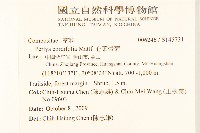 心葉帚菊藏品圖，第2張