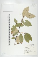 登錄號:S145747藏品圖，第1張