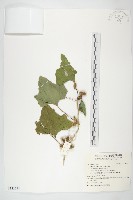 蒼耳藏品圖，第1張