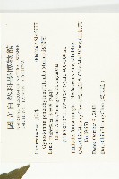 絞股藍藏品圖，第2張