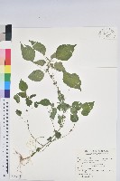 短序鐵莧菜藏品圖，第1張