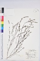 登錄號:S145796藏品圖，第1張