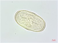 登錄號:S145799藏品圖，第1張