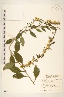 一枝黃花藏品圖，第1張