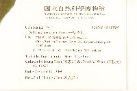 一枝黃花藏品圖，第2張