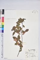 登錄號:S145805藏品圖，第1張