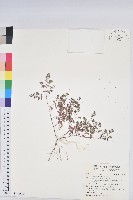 千根草藏品圖，第1張