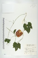 登錄號:S145820藏品圖，第1張