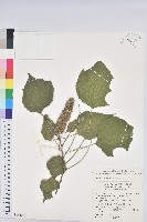 紅葉野桐藏品圖，第1張