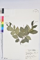 枯里珍藏品圖，第1張