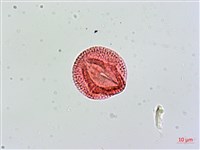 羊角藤藏品圖，第2張