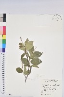 枯里珍藏品圖，第1張