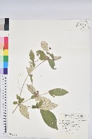 裡白巴豆藏品圖，第1張